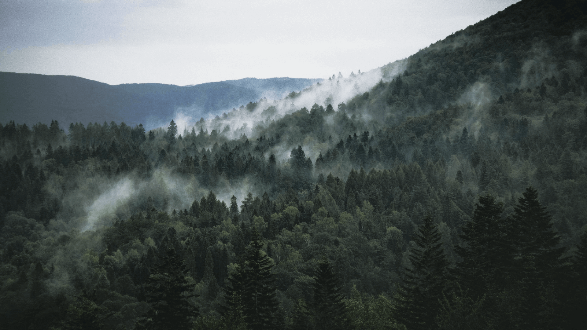 众悦风空气生态系统